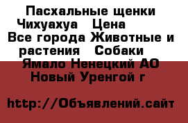 Пасхальные щенки Чихуахуа › Цена ­ 400 - Все города Животные и растения » Собаки   . Ямало-Ненецкий АО,Новый Уренгой г.